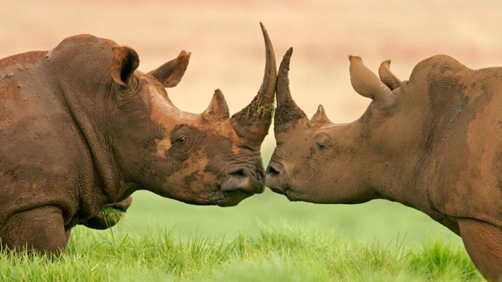 eastern cape safari 3 days rhino